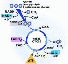 - occurs in the matrix of the cell
- completes the break down of glucose
- happens in presence of O2
- 2 pyruvate converted to 2 acetyl CoA 
- NET per turn: 1 ATP, 3 NADH, 1 FADH2
- NET outcome:
2 ATP, 8 NADH,
6 CO2, 2 FADH2