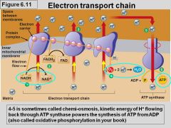 - powers ATP synthesis
- doesn't generate ATP directly
- won't function w/o O2
- NADH and FADH2 donate electrons to chain
- electron transfer causes protein complexes to pump H+ into intermembrane space