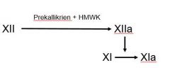 –Prekallikrein(enzyme, activates XII) 
–High Molecular Weight Kininogen(co-factor)
–Factor XII (Enzyme, activates factor XI)