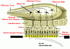 The small yellow area at the bottom of this image depicts what aspect of the olfactory system? What is it's function?