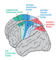 Gyrus praecentralis: Area 4
Prämotorischer Cortex: laterale Area 6
Supplementär-motorischer Kortex:mediale Area 6