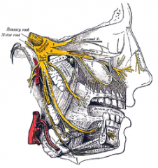 ophthalmic
maxillary
mandibular