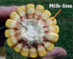 In corn, after kernels are dented a white line appears across the kernel opposite the embryo side. This line advances down toward the cob with maturity and dry down