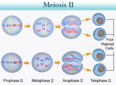 (similar to mitosis)
Prophase II
- spindle apparatus form
Metaphase II
- sister chromatids lined at metaphase plate
- not identical due to cross-over
Anaphase II
- chromatids separate
- two newly individual chromosomes
Telephase II and ctyokinesis...