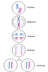 Prophase 
- spindles form, chromatids dense
Prometaphase
- spindles attiMach
Metaphase
- sister chromatids line at metaphase plate
Anaphase 
- chromosomes split
Telophase and Cytokinesis
- cleavage furrow