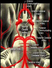 Anterior communicating artery
    Anterior cerebral artery (left and right)
    Internal carotid artery (left and right)
    Posterior communicating artery (left and right)
    Posterior cerebral artery (left and right)