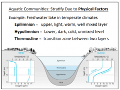 - Also stratification due to density because colder water is at the surface. 
- Left: Cold at surface and moderate temperature at the bottom
- Right: More photorespiration than photosynthesis on surface