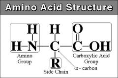 amino = nitrogen
"R-group" = chemical group
N-C-C backbone