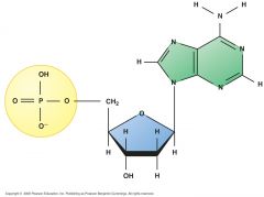 information-rcih polymers of nucleotides (they hold introductions to build proteins)
2 types = DNA and RNA