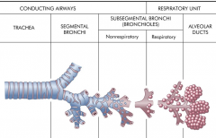 Trachea: The trachea connects the larynx to the bronchi, the conducting airways of the lungs. Conducting airway.


 


Segmental bronchi: The trachea branches into two main airways, or bronchi (sing., bronchus), at the carina. The right and lef...