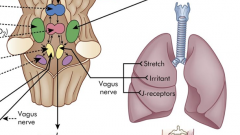 Three types of lung receptors send impulses from the lungs to the dorsal respiratory group:


 (Huether 666)


 