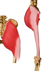 Origin: Posterior aspect of dorsal ilium posterior to posterior gluteal line, posterior superior iliac crest, posterior inferior aspect of sacrum and coccyx, and sacrotuberous ligament

Insertion: Primarily in fascia lata at the iliotibial band;...