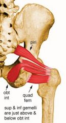 Origin: Posterior Ischial tuberosity	
Insertion: Medial greater trochanter, in common with obturator internus
Innervation: Nerve to Quadratus femoris	
Spinal Segment: L5-S1 (A)