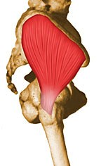 Origin: Ilium between posterior and anterior gluteal lines
	
Insertion: Greater trochanter lateral & superior

Action: Major abductor of thigh; anterior fibers help to rotate hip medially; posterior fibers help to rotate hip laterally

Inner...