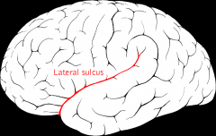underneath is temporal lobe