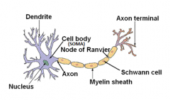 In between the layers of the Schwann cell.....Dendrites are the receiving end....along the axon is the conducting end.