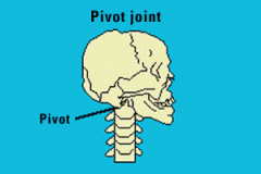 Rotation of one bone around another