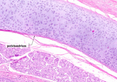 What are the fibroblast-like, spindle-shaped cells within the perichondrium? What is their function?