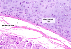 Chondrogenic Cells - when cartilage is actively growing, these cells gradually enlarge to become Chondroblasts (which secrete ECM)