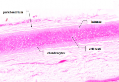 Chondrocytes