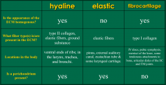 Hyaline Cartilage:
- Homogenous ECM
- Type II collagen, elastic fibers, ground substance
- Ventral ends of ribs, larynx, trachea, and bronchi
- Perichondrium present