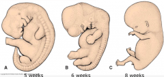 3-8 weeks
upper limb bud primordium at day 24
lower limb bud primordium at day 26