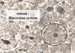 What is at the middle of each Osteon?