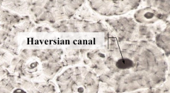 Haversion Canal - which contains blood vessels, nerves, and osteoblasts