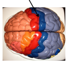 groove between red and blue gyri