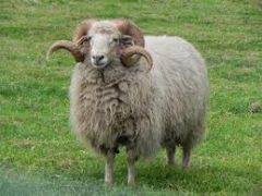 ram (sheep)