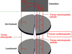 = Bahn aus Vestibularkernen
- Verbindungen zu Kleinhirn, Augenmuskelkernen, Thalamus
-> Gleichgewichtssteuerung
-> Beugemuskulatur