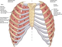 intercostals intercostal thoracic thorax respiratory quizlet abdomen 1220 innervation musculoskeletal lungs diaphragm studyblue cram mechanics elsevierhealth royall extern insertion abdominal