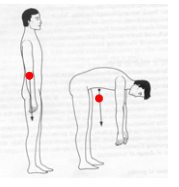 Located just in front of the lumbosacral junction during standing posture


 


And then when out of standing posture, may move outside of the body 