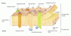 Interactive boundry between cell and it's enviornment. surrounds all cells, phospholipis bilayer and proteins.