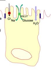 1. A high concentration of glucose, which drives Na+ back into the cell through the Na+/glucose transporter


2. Na+ is positive and attracts Cl- back into cell


3. Water follows