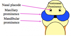 2 Nasal Placodes - open up into the nose


Ectoderm