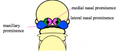 Maxillary process and nasal process