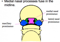 - 2 mandibular prominences
- 2 medial nasal prominences