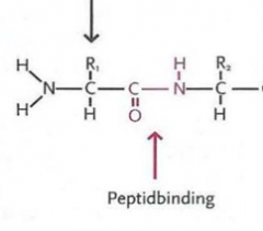 Der findes 20 forskellige aminosyrer som er bestemt af radikalen som sidder på.
Aminosyrerne er bundet sammen i peptidbindinger mellem carboxylsyren COOH og aminogruppen NH2. OH gruppen fra carboxylsyren går ud med et H fra aminogruppen