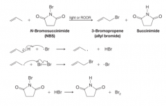 - Propene undergoes allylic bromination when it is treated with N-bromosuccinimide (NBS) in the presence of peroxides or light
- The reaction is initiated by the formation of a small amount of Br radical
- The main propagation steps for this react...