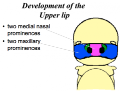 Maxillary processes


The medial nasal prominences


The maxillary prominences