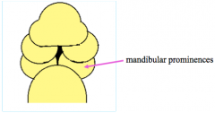 Mandibular prominences when they merge in the midline