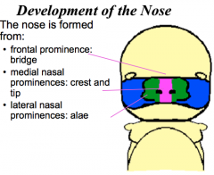 Frontal prominence


Medial nasal prominences


Latera nasal prominences
