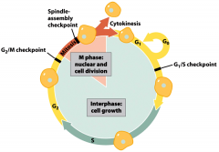 G1 (gap 1): cell growth
S-phase (synthesis): DNA replication
G2 (gap 2): cell growth
M-phase: nuclear and cell division (mitosis + cytokinesis)

Cytokinesis: the cytoplasmic division of a cell at the end of mitosis or meiosis, bringing about ...