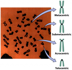 Classification of chromosomes based on centromere location


metacentric: middle
submetacentric: between middle and end
acrocentric: close to end
telocentric: at end

p arm ("petite"): short arm of the chromosome
q arm: long arm, always s...