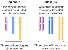 Haploid (N): One copy of genetic material subdivided into chromosomes.

Diploid (2N): Two copies of genetic material subdivided into chromosomes.