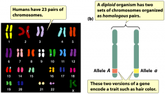 +23 pairs of homologous chromosomes paired together.
+Alleles: alternative forms of a gene found at the same position of homologous chromosomes.  The two alleles of diploid organisms encode for a trait, such hair colour.