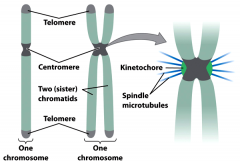 During mitosis, spindle microtubules are attached to the centromeres, and the sister chromatids are segregated.