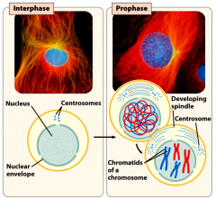 Prophase: the chromatin condenses into visible chromosomes (with the help of histone proteins)