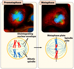 The nuclear envelope disintegrates, the mitotic spindle (microtubules) attach to the centromeres of the chromatids, and the chromosomes line up on the metaphase plate.